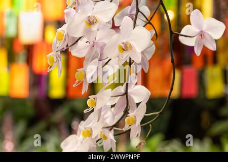 De belles orchidées exposées au jardin botanique d'Atlanta à Midtown Atlanta, Géorgie. (ÉTATS-UNIS) Banque D'Images