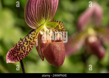 Orchidées de chaussons de Vénus (Paphiopedilum) au jardin botanique d'Atlanta à Midtown Atlanta, Géorgie. (ÉTATS-UNIS) Banque D'Images