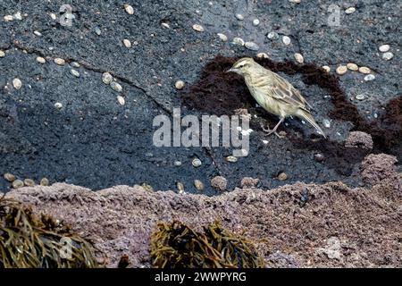 Nouvelle-Zélande, îles subantarctiques, île Campbell. Campbell Island Pipit (Anthus novaeseelandiae) sur la côte de roches de lave noires. Banque D'Images