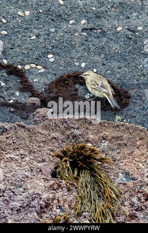 Nouvelle-Zélande, îles subantarctiques, île Campbell. Campbell Island Pipit (Anthus novaeseelandiae) sur la côte de roches de lave noires. Banque D'Images