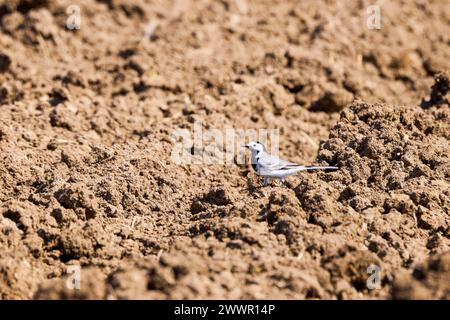 (Motacilla alba) est assis sur le sol. Banque D'Images