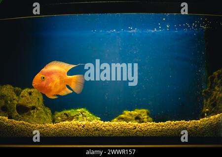 Jaune, poisson orange perroquet rouge cichlidé perroquet nage dans l'aquarium, soin des poissons, fond bleu, monde sous-marin, ralenti Banque D'Images