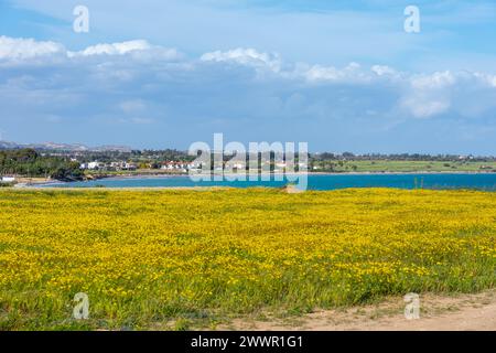 Chypre champ de la Couronne marguerites la mer Méditerranée en arrière-plan Banque D'Images