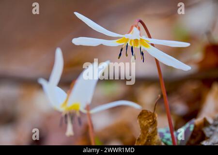 (Erythronium dens-canis niveum - dent de chien). macrophotographie. Banque D'Images