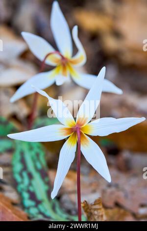 (Erythronium dens-canis niveum - dent de chien). macrophotographie. Banque D'Images