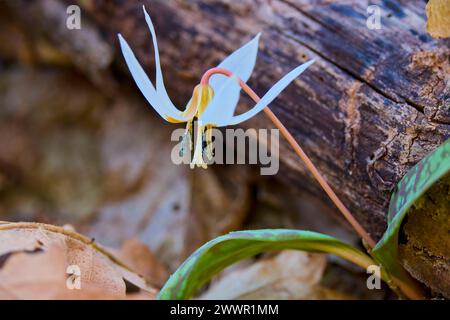 (Erythronium dens-canis niveum - dent de chien). macrophotographie. Banque D'Images