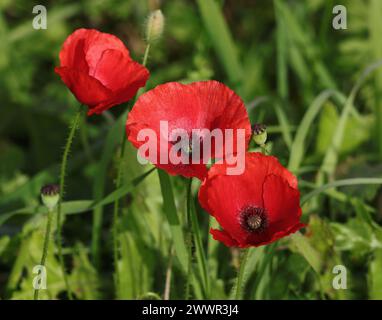 Coquelicots communs rouges également connu sous le nom de coquelicots de Flandre - Papaver rhoeas, poussant à l'état sauvage dans un champ agricole à Oeiras, Lisbonne. Banque D'Images