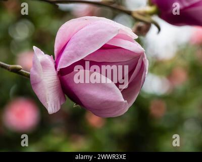 Grande fleur rose du début du printemps de l'arbre à feuilles caduques robuste, Magnolia 'Star Wars' Banque D'Images