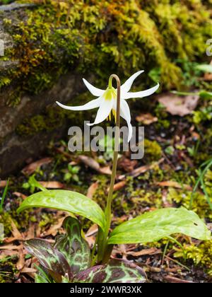 Pétales blancs réflexes du bulbe de lis de truite à floraison printanière précoce, Erythronium californicum 'White Beauty' Banque D'Images