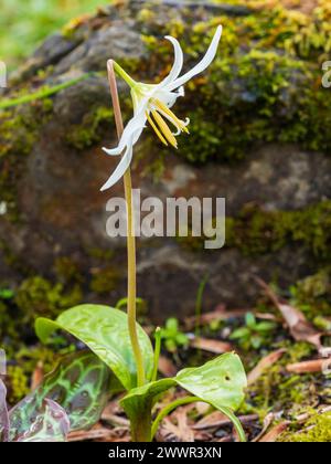 Pétales blancs réflexes du bulbe de lis de truite à floraison printanière précoce, Erythronium californicum 'White Beauty' Banque D'Images