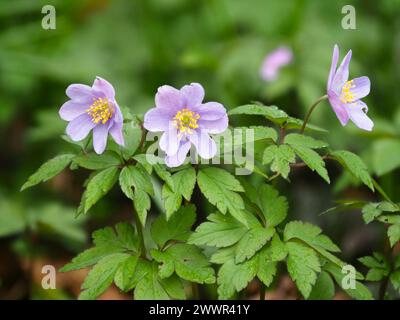 Forme bleu lavande pâle de l'anémone du bois à floraison printanière précoce, Anemone nemorosa Banque D'Images