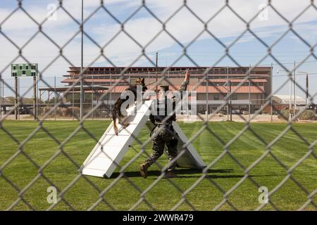 Le Cpl Daniel Garber, chien de travail militaire (MWD) du corps des Marines des États-Unis, et MWD Abby avec le Bureau du Grand Prévôt, le quartier général et l’escadron du quartier général de la Marine corps Air Station (MCAS) Yuma, Arizona, montrent aux élèves de la Gowan Science Academy une démonstration K-9 lors d’une visite scolaire à l’installation, le 15 février 2024. MCAS Yuma offre aux écoles locales la possibilité de visiter la base pour éduquer les élèves sur les carrières militaires et les modes de vie. La ville natale de Garber est Conrad, Iowa. Corps des Marines Banque D'Images