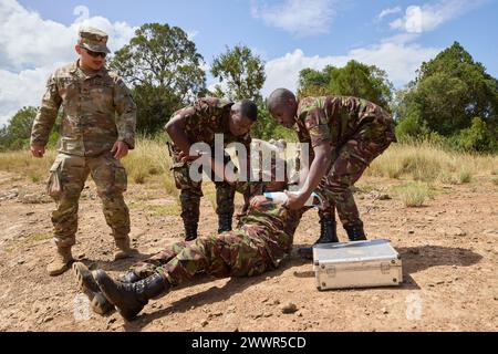 Membres militaires des Forces de défense du Kenya, assistés par un soldat de l'armée américaine du 921e hôpital de campagne, de la 176e brigade médicale, du 807e commandement médical, d'une unité de réserve de l'armée américaine, aidez une victime à se mettre aux pieds lors d'une répétition d'évacuation médicale pendant Justified Accord 2024 (JA24) au Centre de formation aux opérations de stabilité et de terrorisme contre l'insurrection à Nanyuki, Kenya, le 27 février 2024. Le JA24 est le plus grand exercice de l'US Africa Command en Afrique de l'est, qui se déroulera du 26 février au 7 mars. Dirigé par la Force opérationnelle sud-européenne de l'armée américaine, Afrique (SETAF-AF), et accueilli au Kenya, l'exercice de cette année Banque D'Images