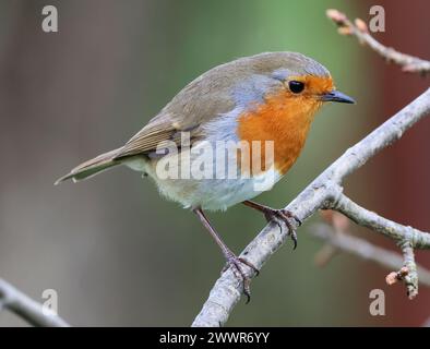 Une vue rapprochée de Robin (Erithacus rubecula) au soleil dans le Gloucestershire UK Banque D'Images