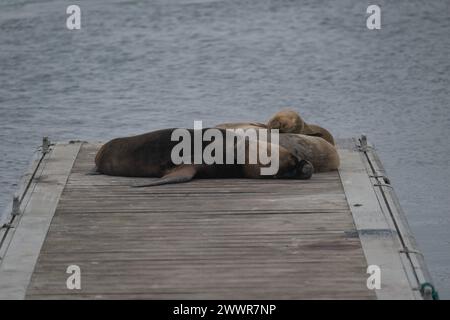 Phoque d'Amérique du Sud fourrure (Arctcephalus australis) sur ponton, Stanley, Malouines, janvier 2024 Banque D'Images