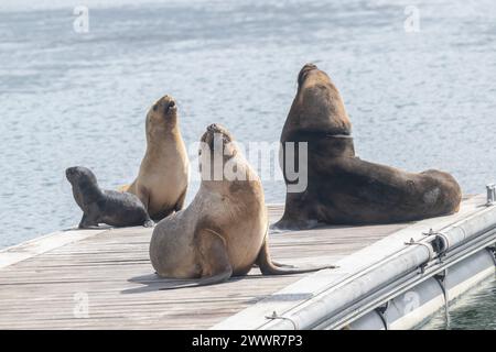 Phoque Amérique du Sud fourrure (Arctcephalus australis) mâle, femelle et chiot, sur ponton, Stanley, Malouines, janvier 2024 Banque D'Images