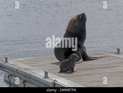 Phoque d'Amérique du Sud fourrure (Arctcephalus australis) mâle et chiot, sur ponton, Stanley, Malouines, janvier 2024 Banque D'Images