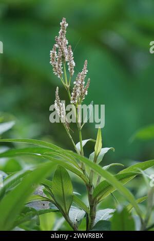 Persicaria maculosa (Polygonum persicaria, sarrasin, pouce de dame, pouce de dame tacheté, Jesusplant, redshank). Les jeunes feuilles peuvent être mangées Banque D'Images