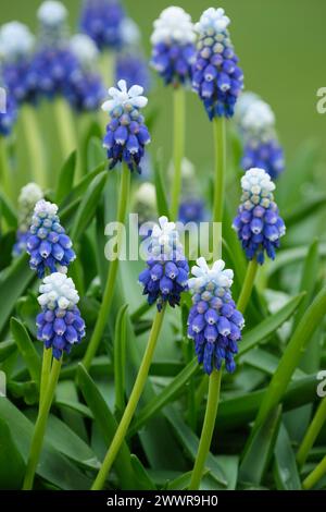 Muscari armeniacum touche de neige, jacinthe de raisin touche de neige, pointes de fleurs, bleu moyen avec des pointes blanches sur les bords des pétales Banque D'Images