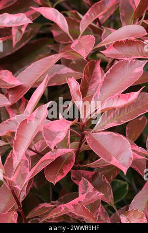 Baie de Noël Louise, Photinia × fraseri Mclarlou, feuilles en forme de lance initialement rouge à vert olive avec des marges roses Banque D'Images