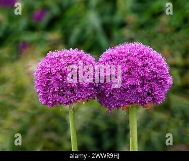 Gros plan de deux fleurs violettes du bulbe de jardin fleuri Allium Ambassador. Banque D'Images