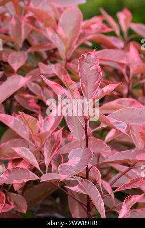 Baie de Noël Louise, Photinia × fraseri Mclarlou, feuilles en forme de lance initialement rouge à vert olive avec des marges roses Banque D'Images