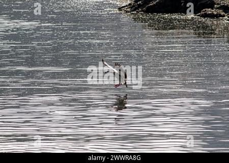 L'oie égyptienne douce rétro-éclairée débarque sur l'eau. Fleuve Douro, au nord du Portugal. Banque D'Images