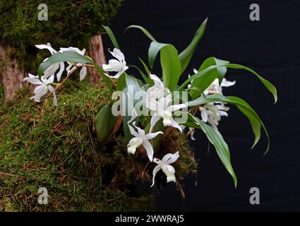 Orchidée Reine des neiges, orchidée d'ange, orchidée des bois du Nord ou orchidée d'Alba, Coelogyne cristata, Arethuseae, Orchidaceae. Banque D'Images