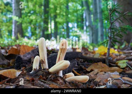 Clavariadelphus pistillaris champignon non comestible croît dans les forêts d'Europe centrale Banque D'Images