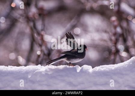 Un Junco aux yeux sombres perché sur une colline enneigée Banque D'Images