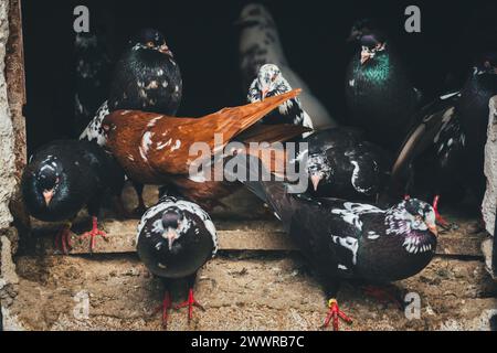 Waldviertler Kröpfer (Waldviertel Cropper Pigeon), Waldviertler Schecken, Schwarzschecken - une vieille race de pigeon du nord de l'Autriche Banque D'Images