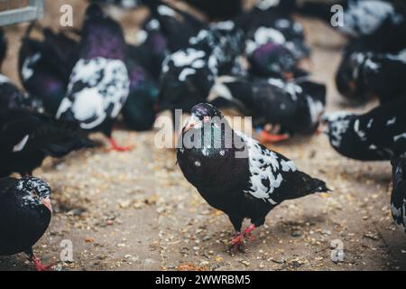 Waldviertler Kröpfer (Waldviertel Cropper Pigeon), Waldviertler Schecken, Schwarzschecken - une vieille race de pigeon du nord de l'Autriche Banque D'Images