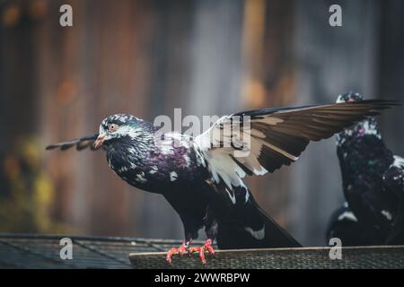 Waldviertler Kröpfer (Waldviertel Cropper Pigeon), Waldviertler Schecken, Schwarzschecken - une vieille race de pigeon du nord de l'Autriche Banque D'Images