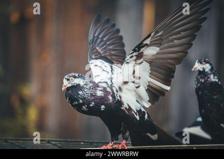 Waldviertler Kröpfer (Waldviertel Cropper Pigeon), Waldviertler Schecken, Schwarzschecken - une vieille race de pigeon du nord de l'Autriche Banque D'Images