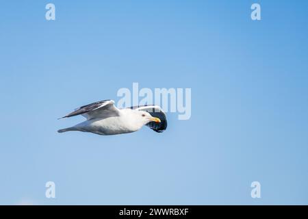 Goéland à dos plat (Larus schistisagus), Hokkaido, Japon Banque D'Images