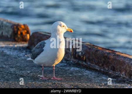 Goéland à dos plat (Larus schistisagus), Hokkaido, Japon Banque D'Images