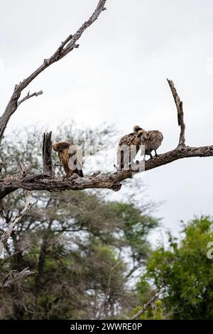 Trois oiseaux vautours africain à dos blanc sur branche sèche dans la forêt. Parc national Kruger, Afrique du Sud. Fond d'oiseau de faune animale. Safari à Savan Banque D'Images