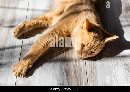 chat rouge se prélasse au soleil couché sur le sol. le chat se prélasse au soleil. le chat est allongé jetant une ombre Banque D'Images