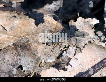 Mouche à grappes communes, mouche des greniers, Pollenia rudis, poroshátú gilisztalégy, Budapest, Hongrie, Magyarország, Europe Banque D'Images