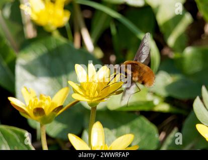 Grande mouche d'abeille, mouche d'abeille à bordure foncée, Großer Wollschweber, grand bombyle, Bombylius Major, Szegelyes pöszörlégy, Hongrie, Europe Banque D'Images