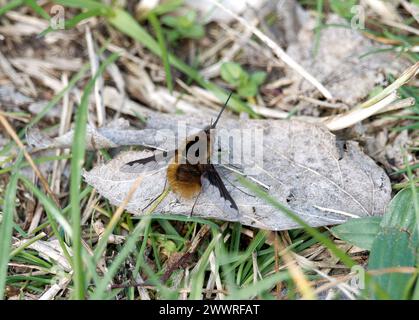 Grande mouche d'abeille, mouche d'abeille à bordure foncée, Großer Wollschweber, grand bombyle, Bombylius Major, Szegelyes pöszörlégy, Hongrie, Europe Banque D'Images