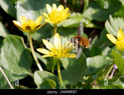 Grande mouche d'abeille, mouche d'abeille à bordure foncée, Großer Wollschweber, grand bombyle, Bombylius Major, Szegelyes pöszörlégy, Hongrie, Europe Banque D'Images