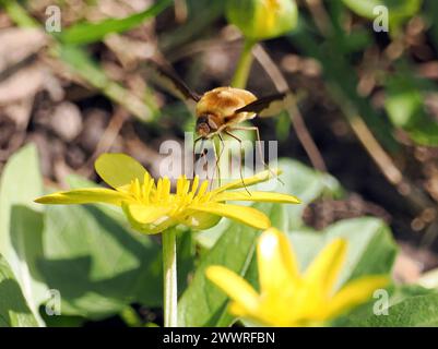 Grande mouche d'abeille, mouche d'abeille à bordure foncée, Großer Wollschweber, grand bombyle, Bombylius Major, Szegelyes pöszörlégy, Hongrie, Europe Banque D'Images