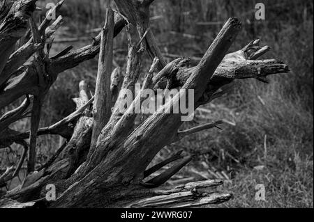 Paysage dans la région entre Lido di Dante et la rivière Fiumi Uniti. Images en noir et blanc avec fort contraste qui met en évidence les nuages Banque D'Images