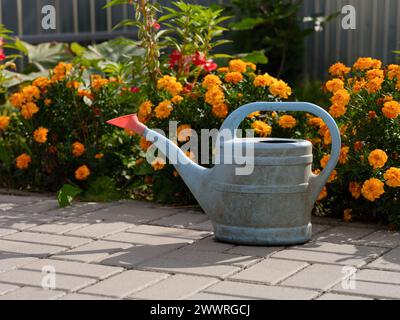 Un arrosoir bleu sale se tient près des fleurs de souci dans le jardin Banque D'Images