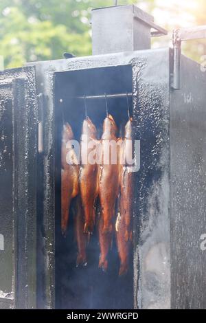 Poisson de truite arc-en-ciel fumé frais suspendu à l'extérieur près de la boîte en métal du fumoir. Procédé de fumage naturel traditionnel sur copeaux de bois de chauffage. Fait maison Banque D'Images