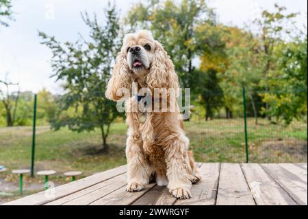 Entraînement à l'épagneul American Cocker dans une zone de promenade spécialement équipée. Le chien est assis sur une plate-forme en bois. Banque D'Images