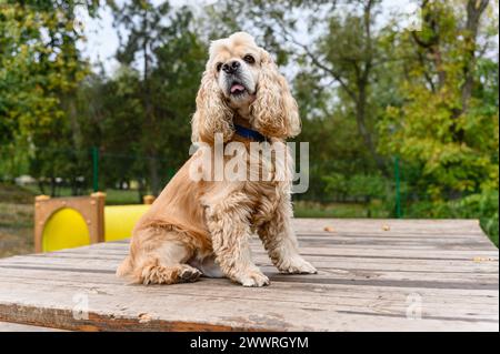 Entraînement à l'épagneul American Cocker dans une zone de promenade spécialement équipée. Le chien est assis sur une plate-forme en bois. Banque D'Images