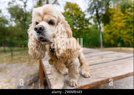 Entraînement à l'épagneul American Cocker dans une zone de promenade spécialement équipée. Le chien est assis sur une plate-forme en bois. Banque D'Images