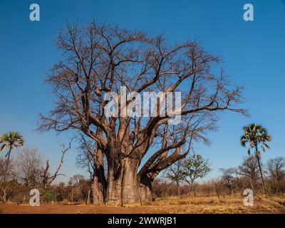 Grand baobab près des chutes Victoria (Zimbabwe) Banque D'Images